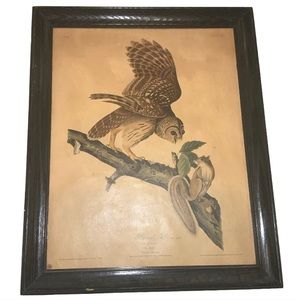 John James Audubon 1785-1851 No 46 Barred Owl Lithograph Print Framed 22” x 19”